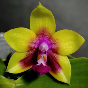 ①Phal. Miki Mok Choi Bear Queen 