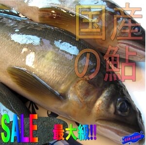 超特大「国産鮎1kg」10尾前後入り、鮮度抜群!!