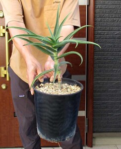 【現品】アロエ・ストリアツラ　Aloe striatula　耐寒性の高いアロエ　7号　５K番