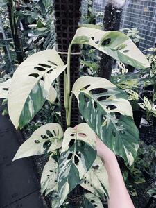 ＫＮ　１円！　モンステラ　アダンソニー　　ラニアタ　‘白斑‘（MONSTERA ADANSONII var. LANIATA `variegated`）　　0.8Ｍ以下