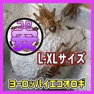 L-XLサイズ150匹(1.5ｃｍ〜成虫)（死着保証込み）　ヨーロッパイエコオロギ　