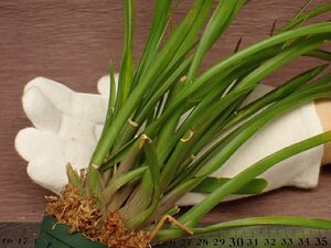 Tillandsia umbellata 