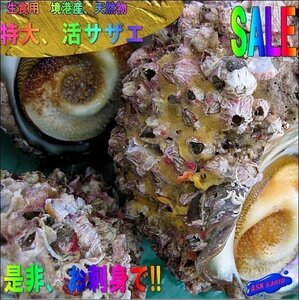 25個】超特大!! 刺身用「活さざえ200g以上」素潜り、天然物．．．活きたままお届けします!!