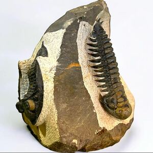 Crotalocephalus とzlichovaspis 化石