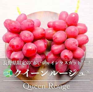 特選【長野県産 クイーンルージュ 2房 約600g 】敬老の日 残暑見舞 御祝 御礼 お見舞い 内祝 出産祝い お供 誕生日 季節の果物
