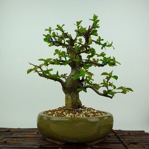 盆栽 花梨 樹高 約20cm かりん Pseudocydonia sinensis カリン バラ科 落葉樹 観賞用 小品 現品