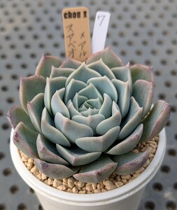 7. スアベオレンス×アルバミニ【初出品】実生苗 エケベリア 国産 多肉 Echeveria