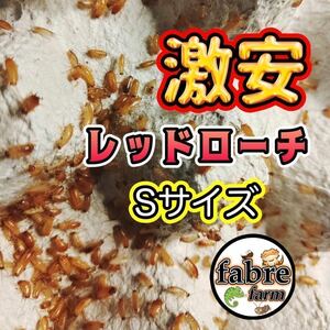 期間限定・S サイズ 500匹＋30% (保証込み)激安レッドローチ 送料無料