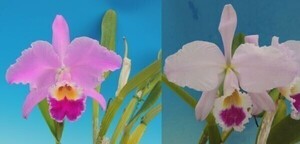 T♪洋蘭　Cattleya gaskelliana x sib.(`Sonia