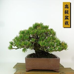 盆栽 松 五葉松 九重 樹高 約19cm ごようまつ 高級盆栽 Pinus parviflora ゴヨウマツ マツ科 常緑針葉樹 観賞用 小品 現品