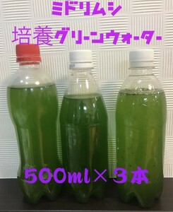 ミドリムシ ユーグレナ 　クロレラ　培養グリーンウォーター 500ml 3本セット 種水 メダカ 稚魚 エサ 育つ　