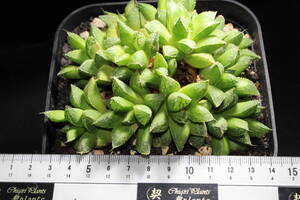 Haworthia /獅子寿 　ハオルチア　大株