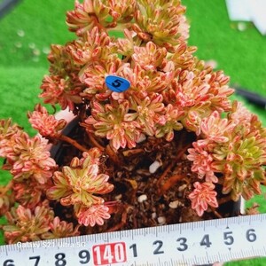 1225発送-B005 ヒューゴ エケベリア 多肉植物 韓国苗