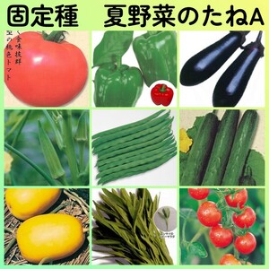 固定種夏野菜の種A◆大玉トマト+ピーマン+ナス+オクラ+つるありインゲン+キュウリ+マクワウリ+空芯菜エンサイ+ミニトマト