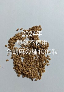 農薬不使用金胡麻の種1000粒 