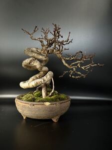 【小品盆栽　さんざし　山査子】BONSAI シンパク真柏黒松瑞祥松平