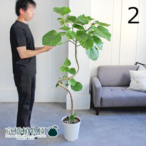 【現品】フィカス・ウンベラータ 曲がり 8号 白鉢（2）Ficus umbellata