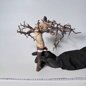 446 Commiphora kataf pure コミフォラ カタフ ピュア　ベアルート株