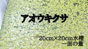 ★アオウキクサ 20cm×20cm分×1.5倍　水草