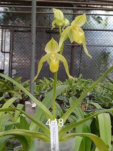 ◇◇洋蘭◇◇ Paph. Mt Toro 