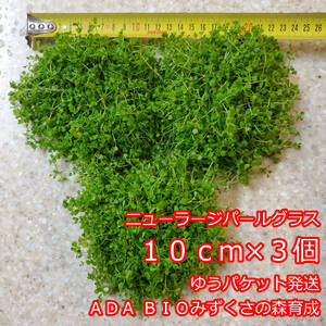 ニューラージパールグラス　１０ｃｍ×３個　ADA　水草　前景草　ゆうパケット発送