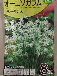 即決！♪送料無料　少し変わった色目！　花壇、ロックガーデン、切花に！ 白緑色　オーニソガラム　ヌータンス　8球