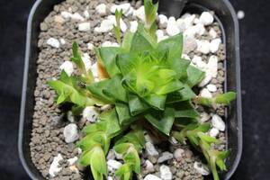 インクルブーラ　Haworthia　ハオルチア