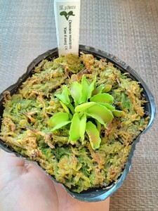 食虫植物 Dionaea muscipula kim il-sung CK ハエトリソウ