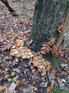 天然キノコ 岩手県産ナメコ450g