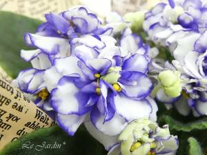 【Ｇｒａｃｅ グレース】紫×ホワイトの八重咲きセントポーリア・４寸鉢