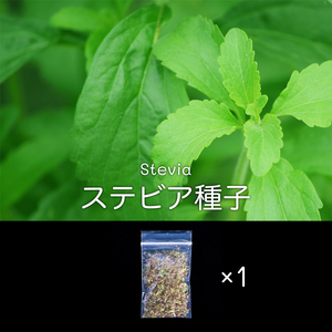 x1 ステビア種子 0.5g 自家製・無農薬 Stevia rebaudiana ステビア・レバウディアナ キャンディリーフ スイートリーフ シュガーリーフ 匿名