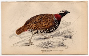 1840年 Jardine 手彩色 鋼版画 猟鳥 Pl.6 キジ科 シャコ属 ムナグロシャコ PERDIX FRANCOLINUS 博物画