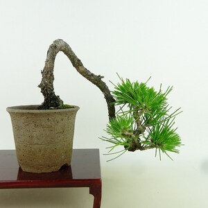 盆栽 松 黒松 樹高 上下 約17cm くろまつ Pinus thunbergii クロマツ マツ科 常緑針葉樹 観賞用 小品 現品