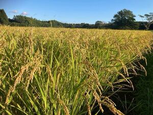 新米 令和6年度 宮崎県産 「ヒヨクモチ」 天日干し もち米 白米 5kg