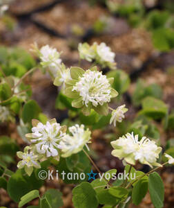 梅花唐松・グリーンハリケーン　◇キンポウゲ科　３寸（9.0cm）ポリポット栽培●株分け直後苗　◇開花時期：５月～　●上層部無し