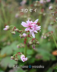 大文字草・妖精（ヨウセイ）◇ユキノシタ科　３寸（9.0cm）ポリポット栽培 ●現在、上層部無し ☆花時期9月～ 