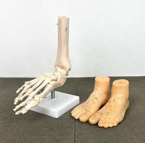 ●足の形 骨格標本 関節機能模型 足経穴反射区 模型 整体 接骨 リフレクソロジー マッサージ 学習●