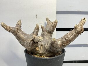 2703 「塊根植物」パキポディウム エニグマティクム 植え【発根・Pachypodium enigmaticum・多肉植物】