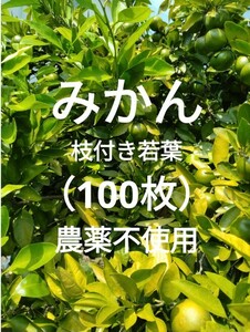 みかん　枝付き若葉（100枚）農薬不使用　柑橘類　葉　餌　アゲハ幼虫の餌