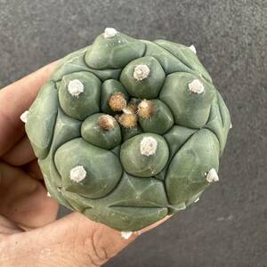 D42 塊根植物 アストロフィツム　キッコ Astrophytum asterias Kikko 亀甲・兜丸