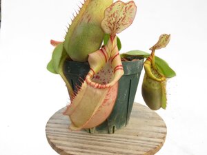 【最新★オリジナル実生】N.veitchii bario Seed Grown (BE-3646) × veitchii bario Y