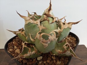 アガベ Agave シーザー 凱撒 チタノタ titanota オテロイ oteroi 台湾株 発根済　良型　強刺 強棘