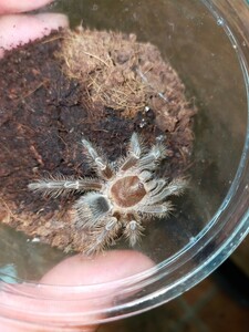 チャコジャイアントゴールデンストライプニー　1匹　　タランチュラ　蜘蛛　クモ　