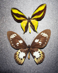 蝶（標本） ゴクラクトリバネアゲハ（ペア）大型 ♂A 開長１２９ｍｍ ♀Ａ 開長１５０ｍｍ