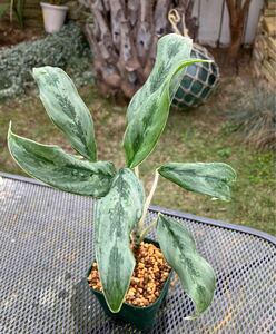 aglaonema sp.sang ngoen アグラオネマ