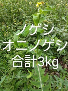 ノゲシ　オニノゲシ　合計約3kg　 新鮮　農薬不使