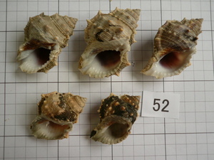 ■インテリア貝殻■水槽装飾/ヤドカリの引越しに■煮沸済み■52■中身を取り出した後，煮沸してあります■