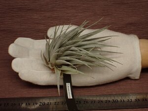 Tillandsia roseiflora チランジア・ロゼイフローラ 556■エアプランツEP