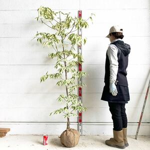 斑入り　ハイブリッド　ハナミズキ　 彩　約:180cm 【フイリ 根巻 白花 シンボルツリー 庭木 植木 落葉樹 落葉高木　イロドリ】 501301