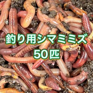 釣り餌用シマミミズ 50匹